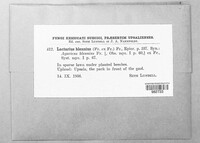 Image of Lactarius blennius